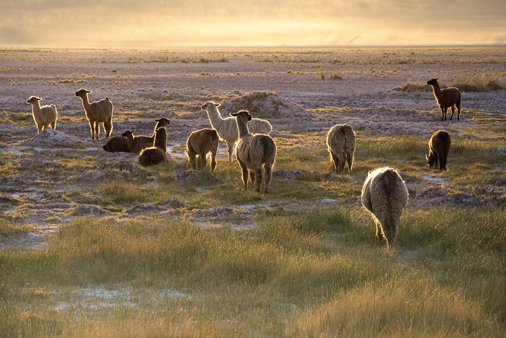 Save 20% On Our South America Cultural Adventure Trips